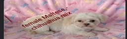 Mixed Breed dogs for sale: Mixed Breed 1 - Ad 1
