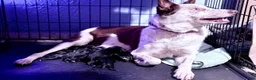 Mixed Breed dogs for sale: boy 5 Mr. Bean - Ad 3