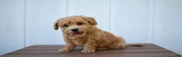 Bichpoo dogs for sale: Kevin 🐶✨ - Ad 2