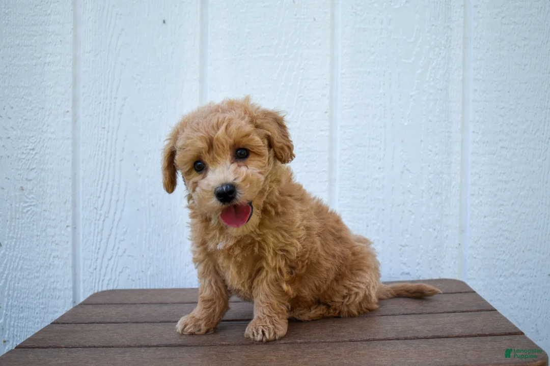 Bichpoo dogs for sale: Kevin 🐶✨ - Ad 2