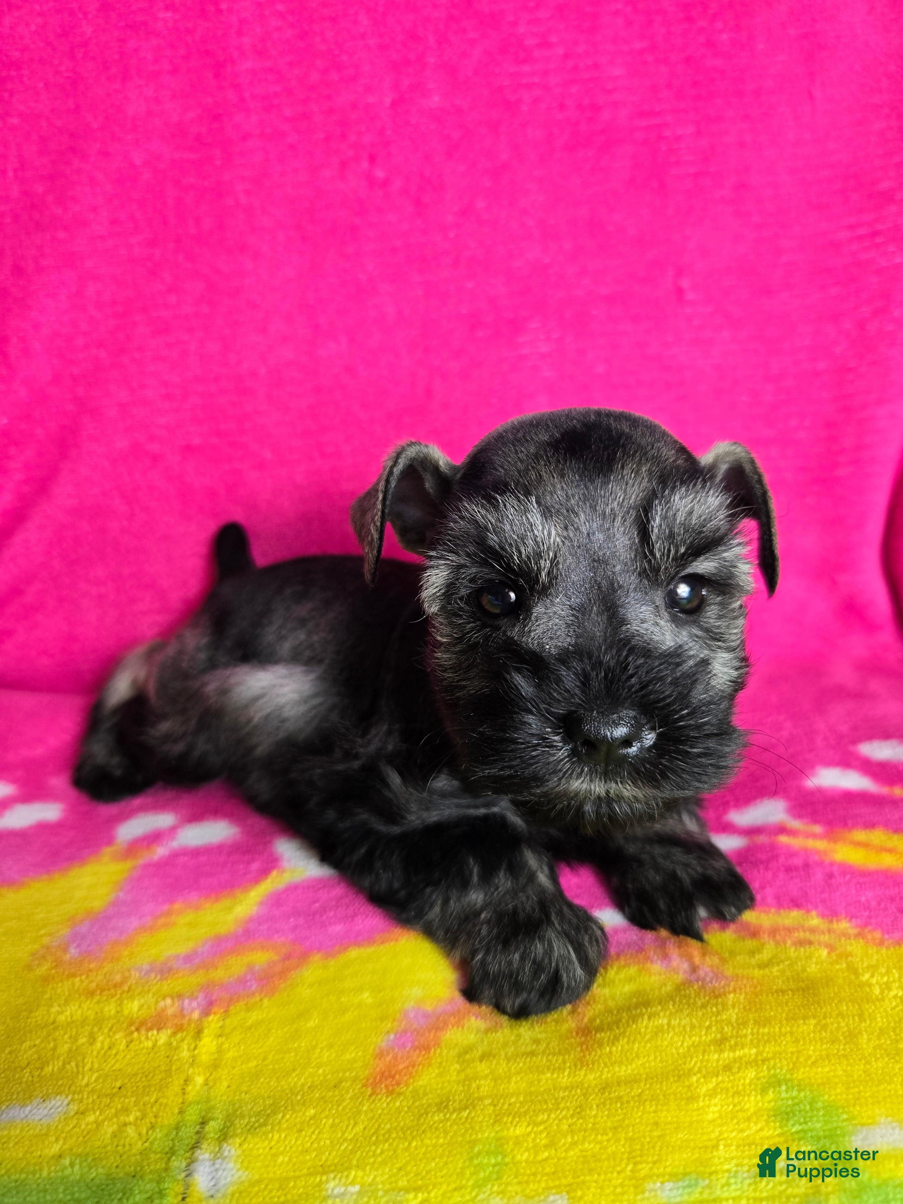 Miniature Schnauzer dogs Peppermint Paddy - Ad 2