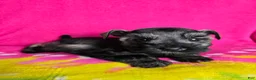 Miniature Schnauzer dogs for sale: Peppermint Paddy - Ad 2