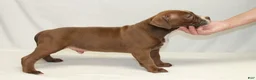 American Bully dogs for sale: American Bully male - Ad 4