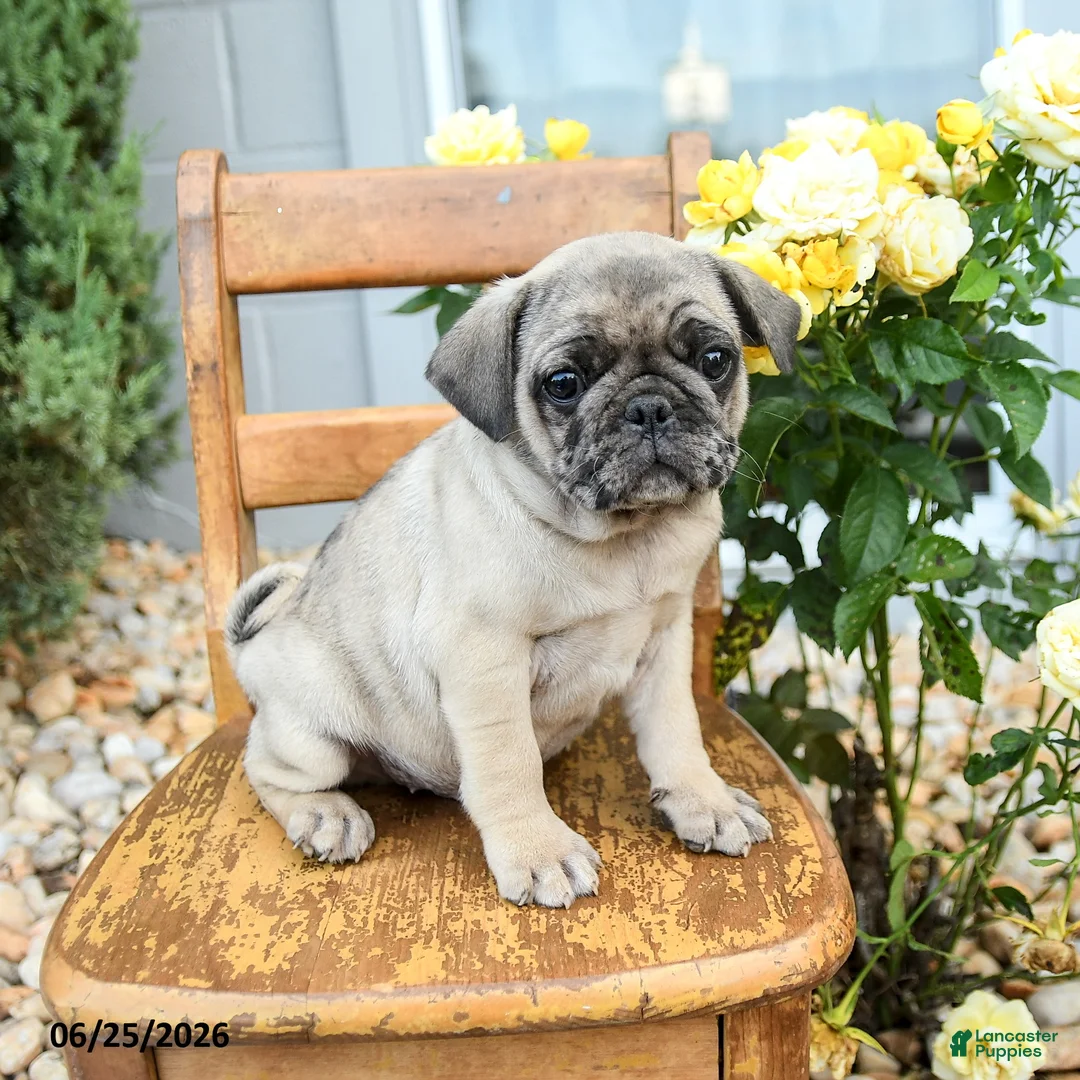 Pug dogs for sale: Weston - Ad 1