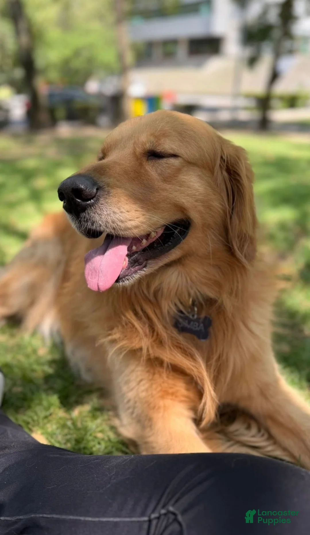 Golden Retriever dogs for sale: Golden Retriever 3 - Ad 3