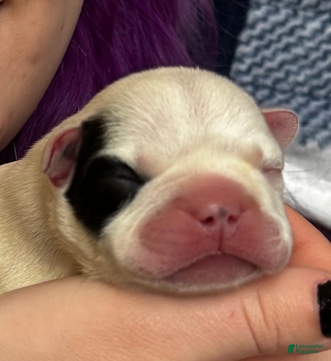 French Bulldog dogs for sale: French Bulldog Puppy 1 “Seamus” - Ad 15