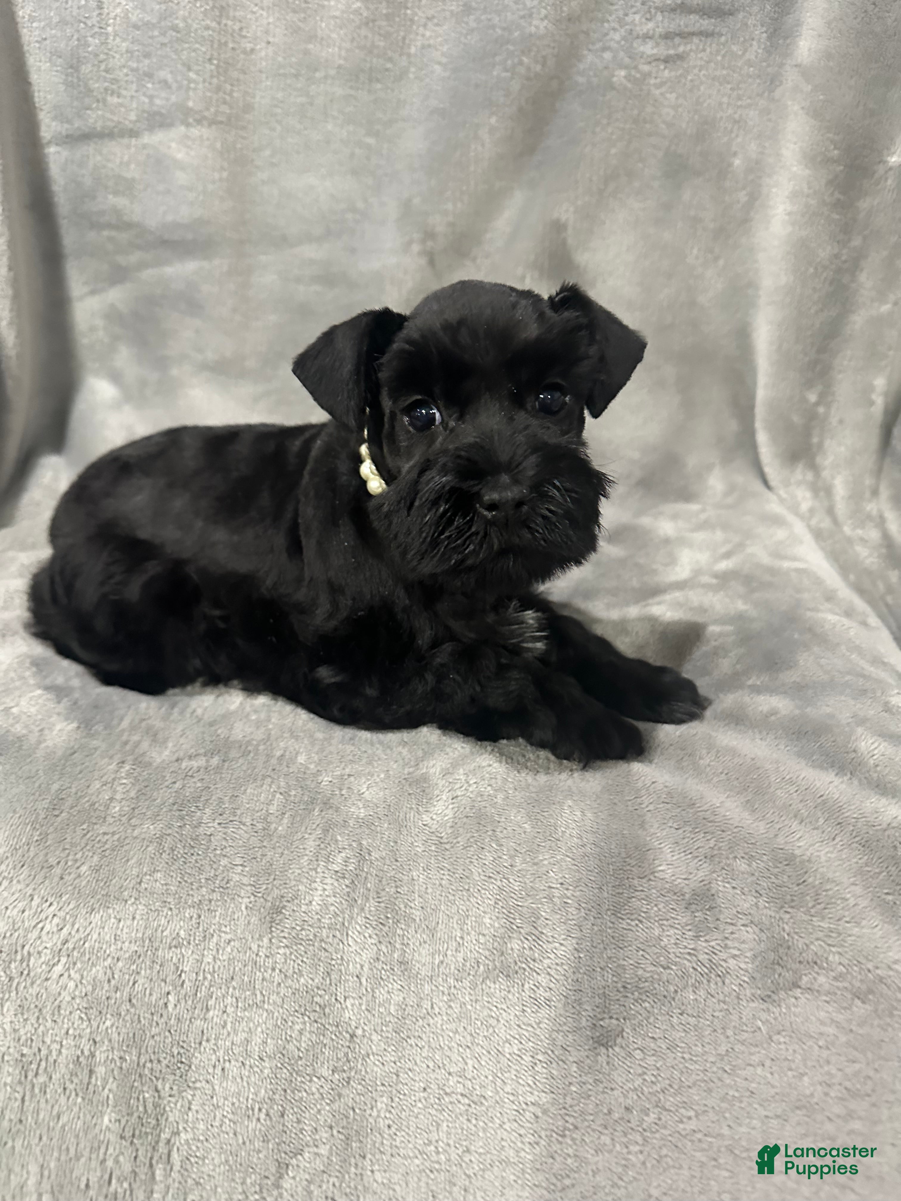 Miniature Schnauzer dogs Riley - Ad 15