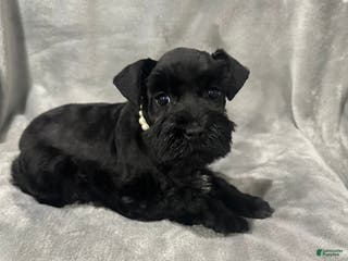 Miniature Schnauzer dogs Riley - Ad 20