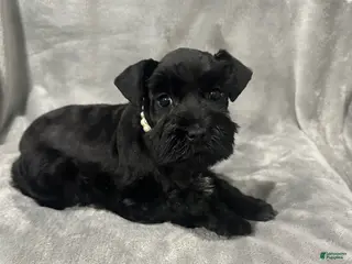 Miniature Schnauzer dogs Riley - Ad 11
