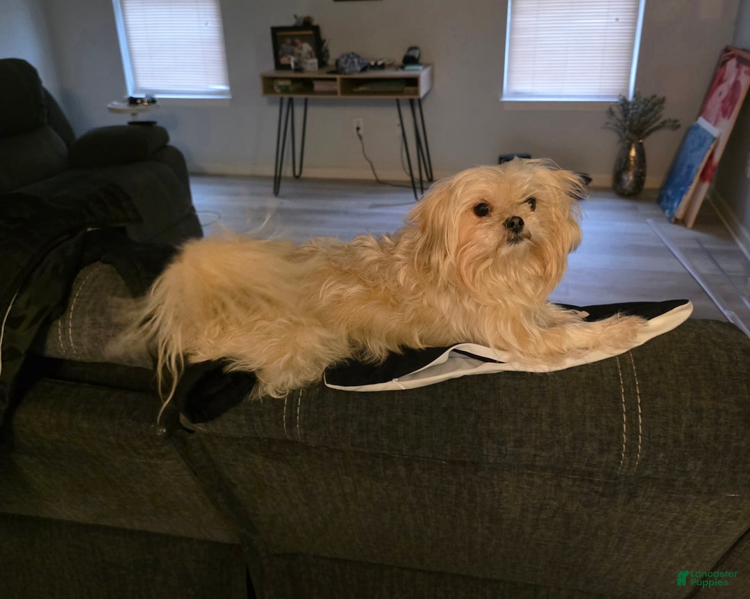 Mixed Breed dogs for sale: Ginger - Ad 10