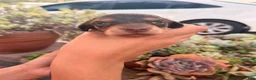 Miniature Dachshund dogs for sale: Miniature Dachshund 1 - Ad 3