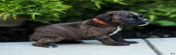 Boxer dogs for sale: Laney Boxer Puppy  - Ad 11