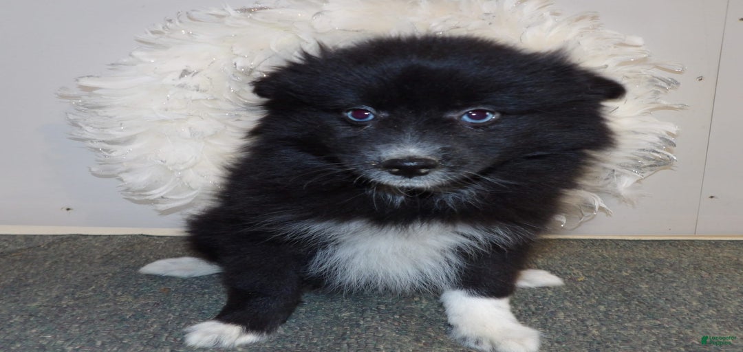 Gallery Image {{count}}