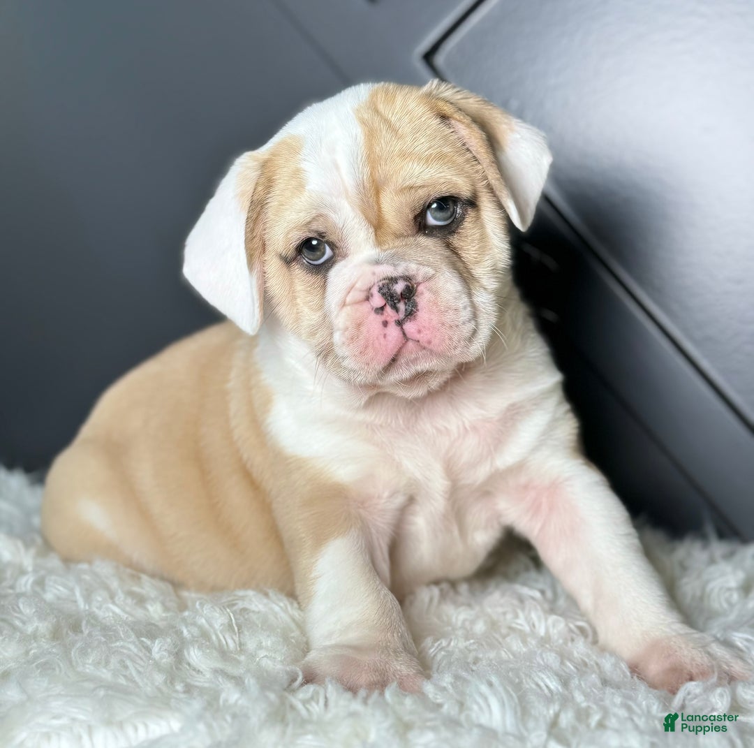 Mixed Breed dogs for sale: Bo - Ad 5