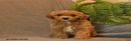 Cavapoo dogs for sale: Starburst  - Ad 4