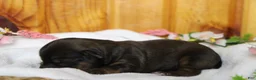 Yorkiepoo dogs for sale: Lady  - Ad 9