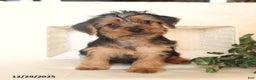 Yorkshire Terrier dogs for sale: Biscuit - Ad 3