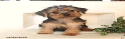 Yorkshire Terrier dogs for sale: Biscuit - Ad 3