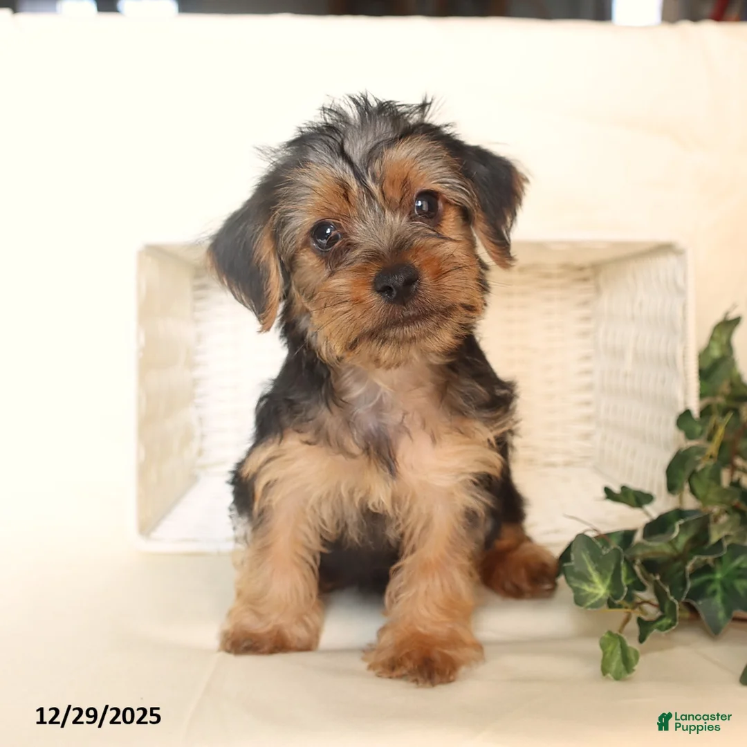 Yorkshire Terrier dogs for sale: Biscuit - Ad 3
