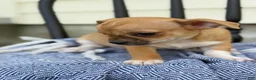 Chihuahua dogs for sale: Peter - Ad 5