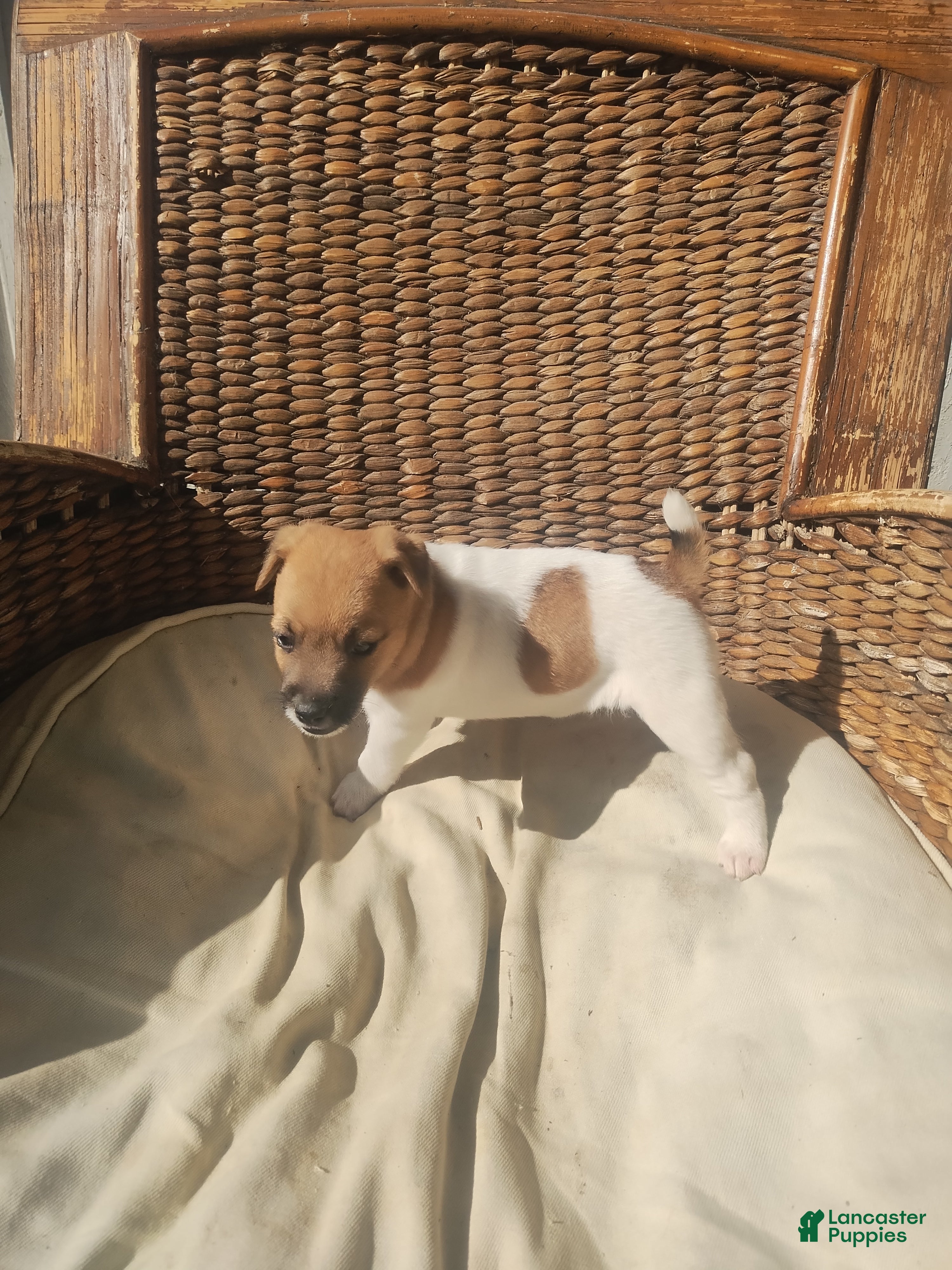 Jack Russell Terrier dogs Jack Russell Terrier 3 - Ad 2
