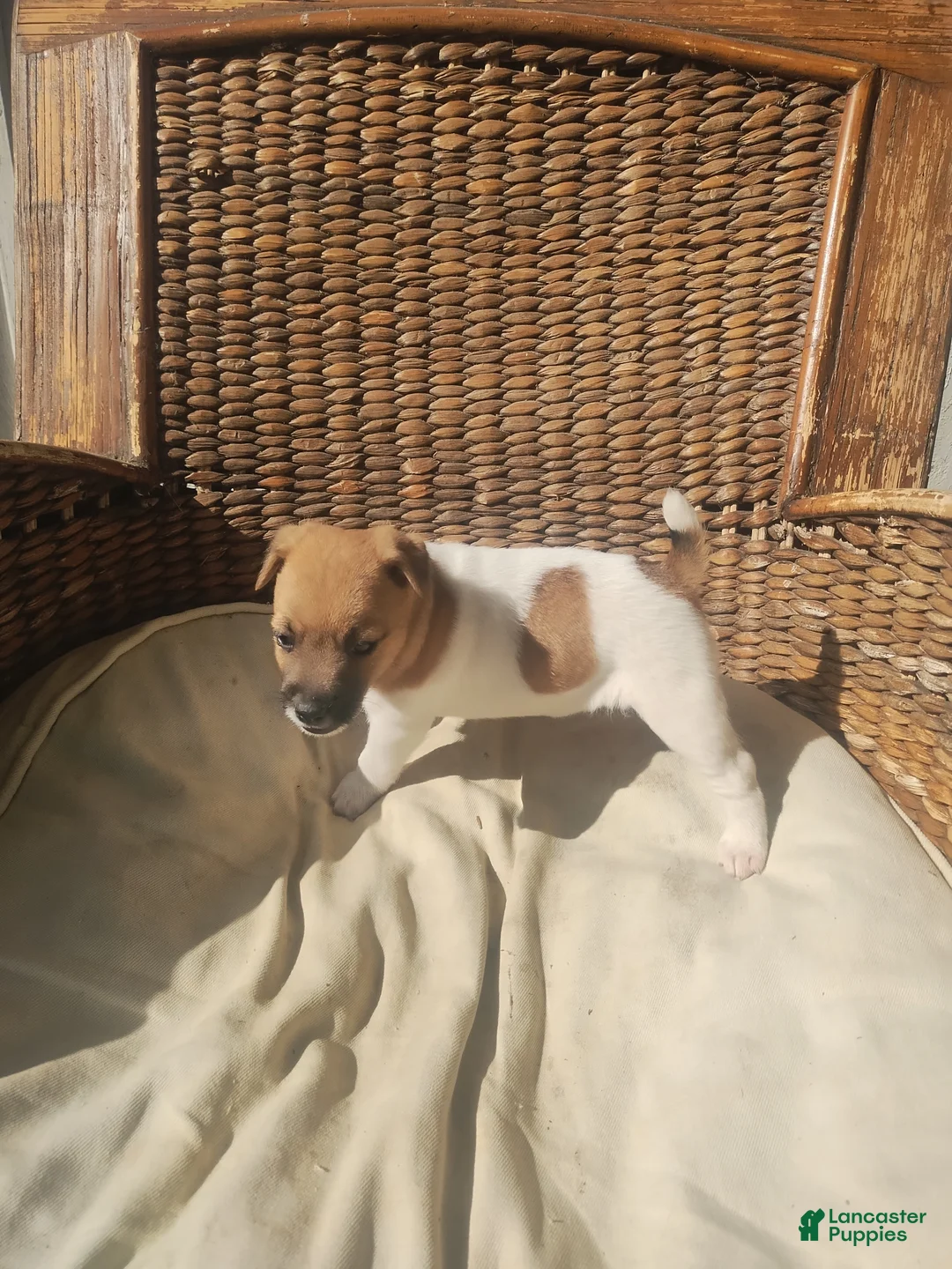 Jack Russell Terrier dogs for sale: Jack Russell Terrier 3 - Ad 2
