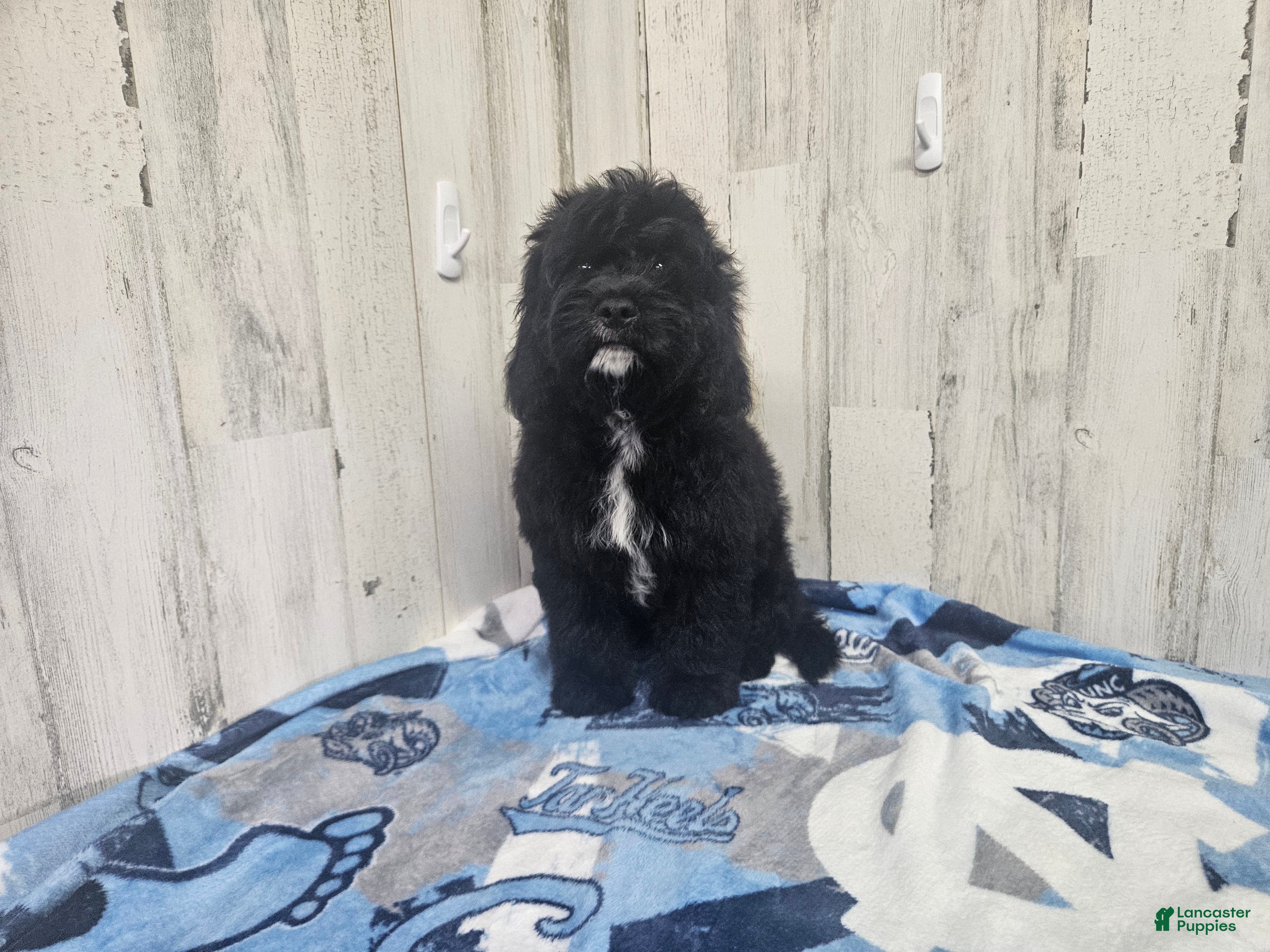 Cavapoo dogs F1 Poseidon - Ad 3