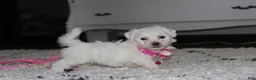 Bichon Frise dogs for sale: 🩷Jasmine🩷  - Ad 8
