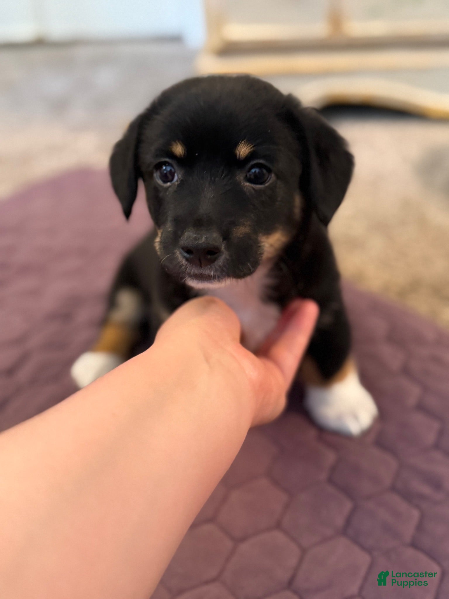 Mixed Breed dogs Mixed Breed 3 - Ad 12