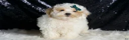 Toy Poodle dogs for sale: Frizzy - Ad 3