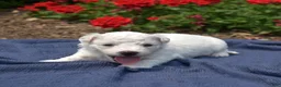 Bichon Frise dogs for sale: Glacier - Ad 6