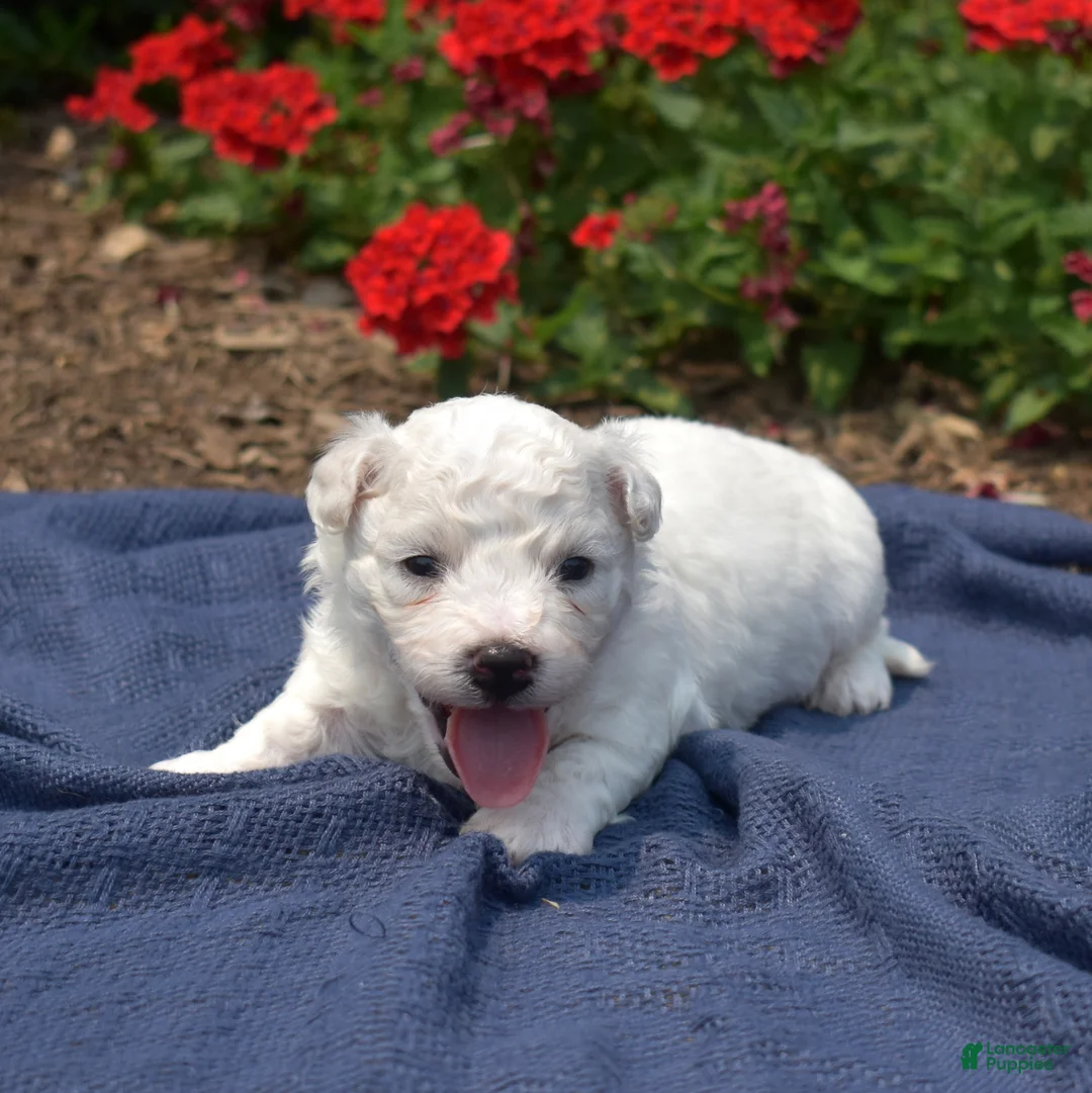 Bichon Frise dogs for sale: Glacier - Ad 6