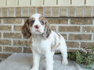 Cocker Spaniel dogs Simba - Ad 26