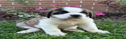Saint Bernard dogs for sale: Rosie - Ad 3