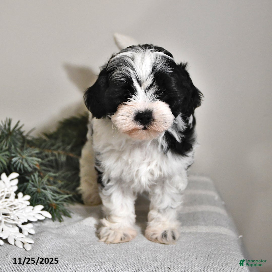 Shihpoo dogs for sale: Kate - Ad 3