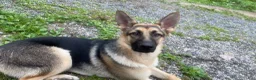 German Shepherd dogs for sale: Sassy - Ad 5