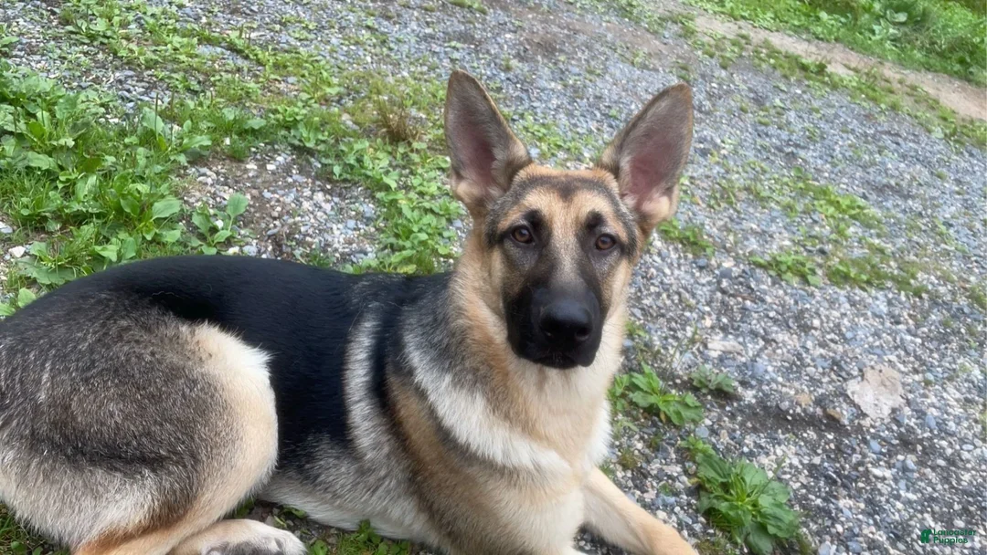 German Shepherd dogs for sale: Sassy - Ad 5