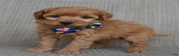 Mini Goldendoodle dogs for sale: Mini Greta - Ad 15