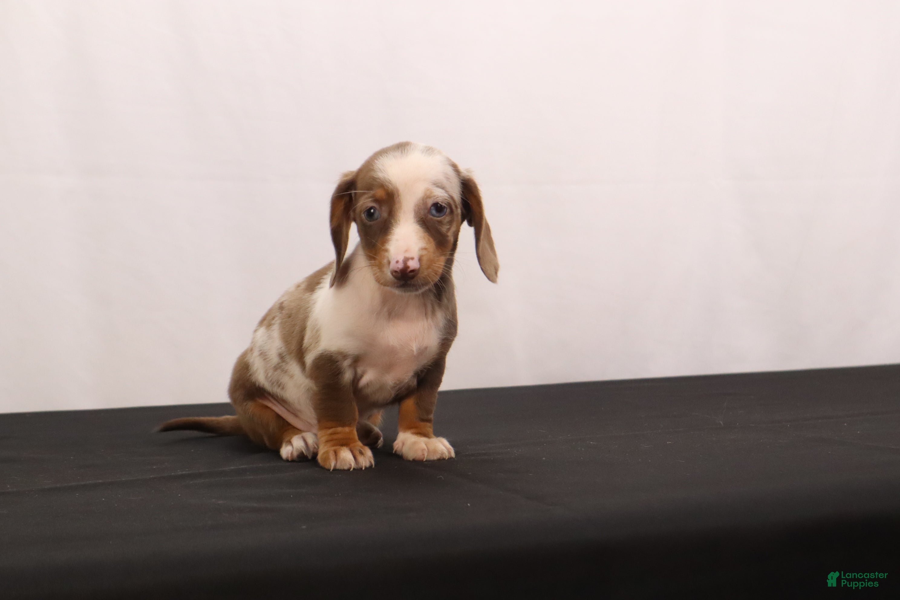 Dachshund dogs Polly - Ad 2