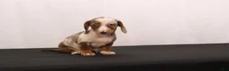 Dachshund dogs for sale: Polly - Ad 2