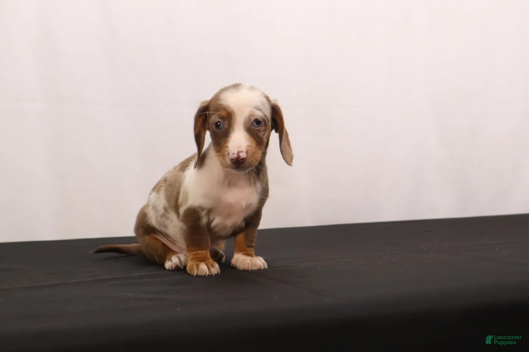 Dachshund dogs for sale: Polly - Ad 2
