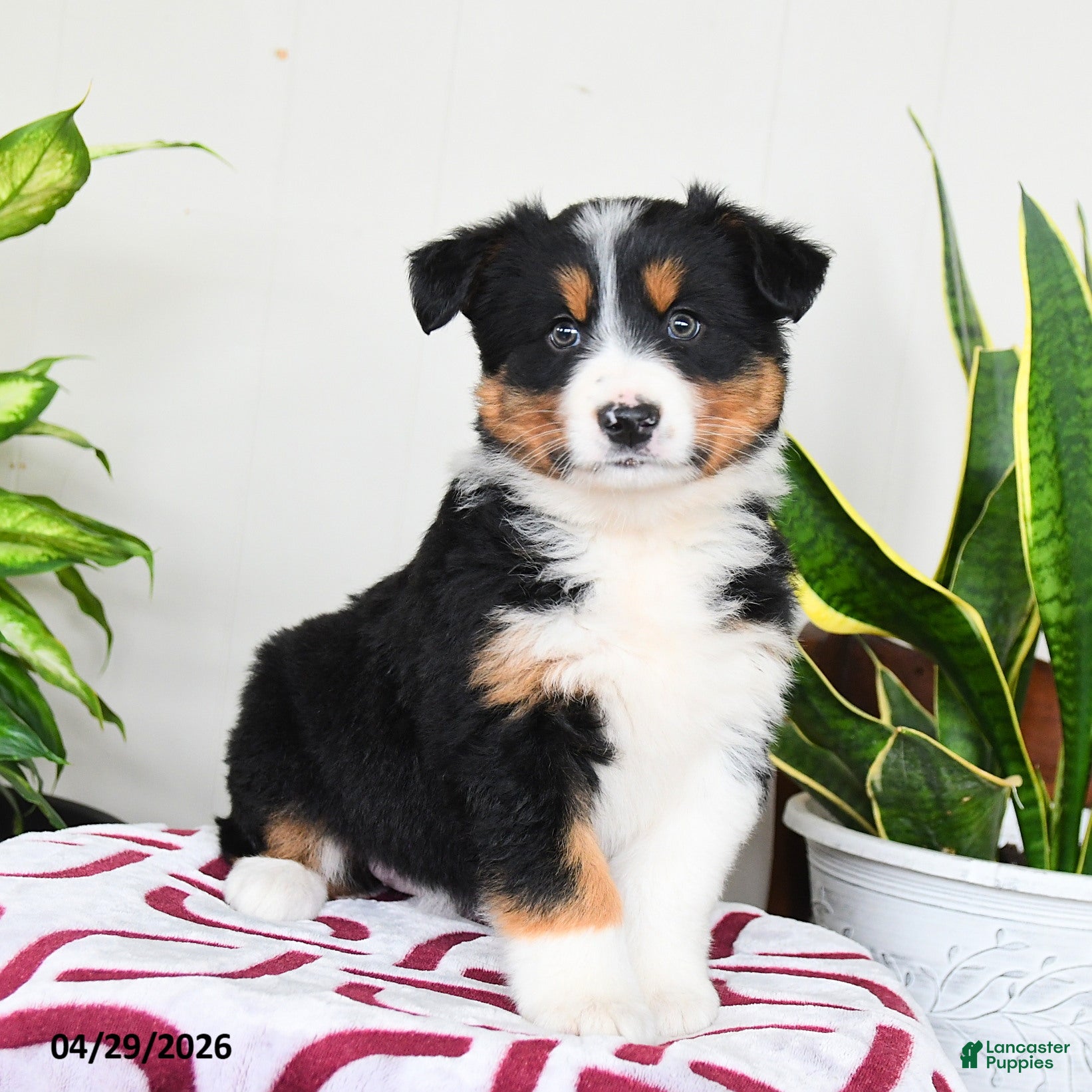 Australian Shepherd dogs Meadow - Ad 1
