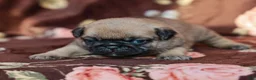 Pug dogs for sale: Lynette - Ad 3