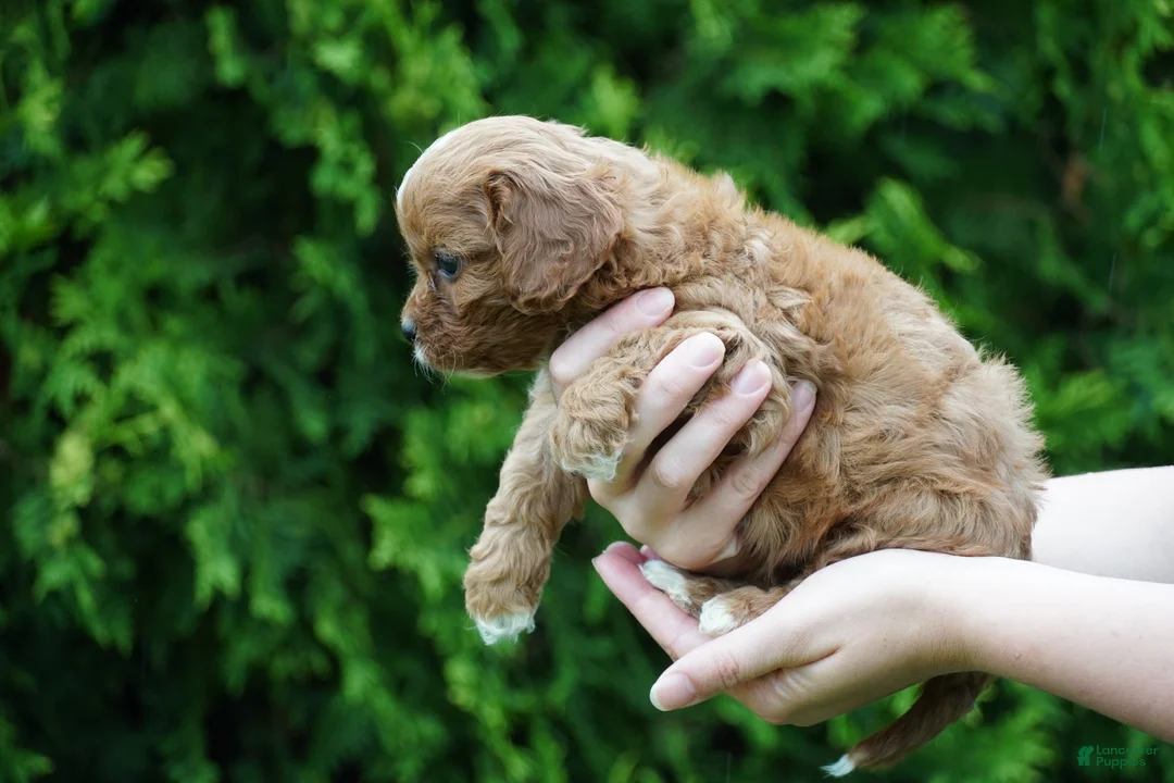 Cavachon dogs for sale: Bella - Ad 4