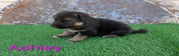 German Shepherd dogs for sale: Ashley - Ad 4
