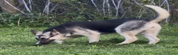 Gerberian Shepsky dogs for sale: Zina - Ad 7