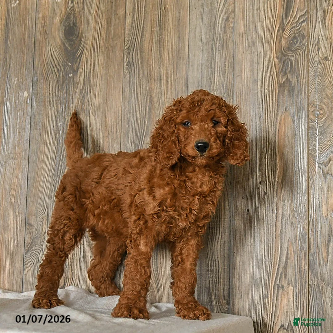 Goldendoodle dogs for sale: Eddie - Ad 5
