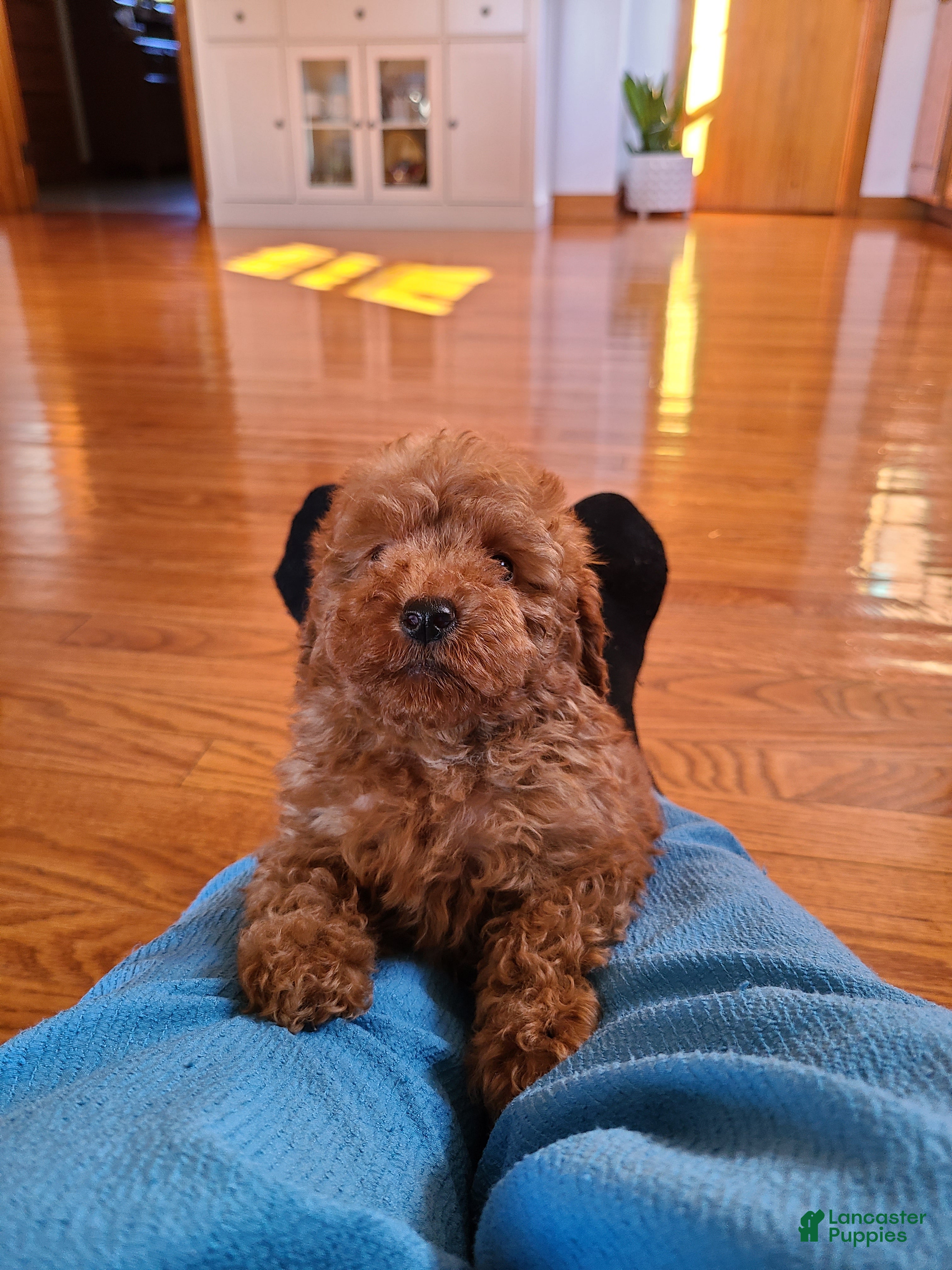Miniature Poodle dogs for sale: Chloe - Ad 2