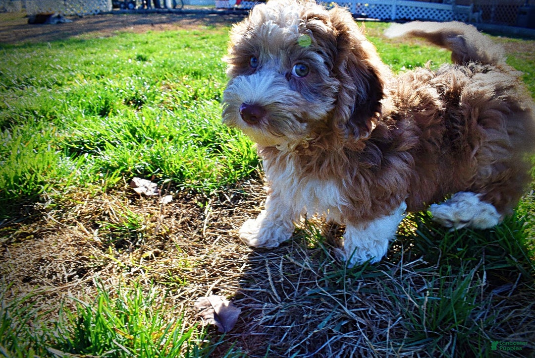 Havapoo dogs for sale: Romeo - Ad 8