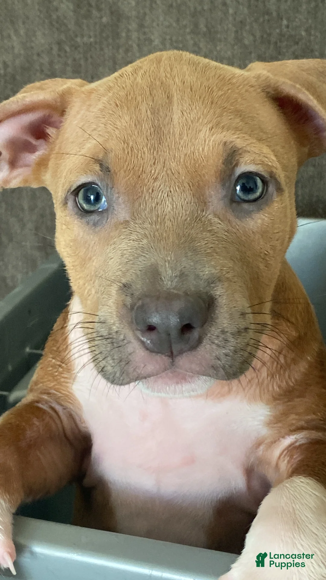 American Bully dogs for sale: American Bully 5 - Ad 1